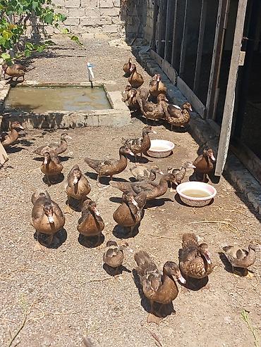 ördək adları: Muscovy ördəkləri (indoşka) – qarışıq yaş qrupları olan sürü - Rəng — 2