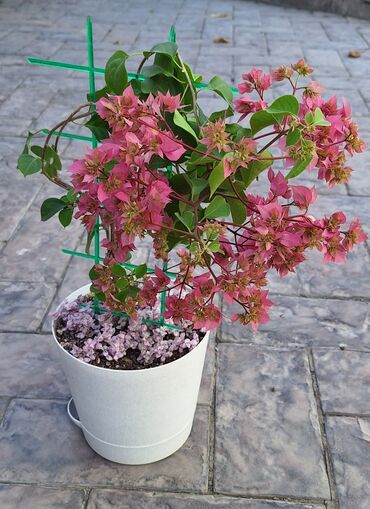 растения домашние: В продаже бугенвиллия махровая сорт double pink. Взрослое растение (4
