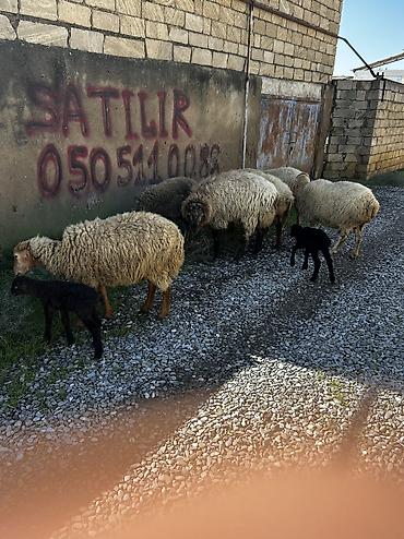 ordək necə gunə bala cixarir: Salam Aleykum! Allah hamının malına, ruzisinə bərəkət versin! 🤲🐑 🐏 — 8