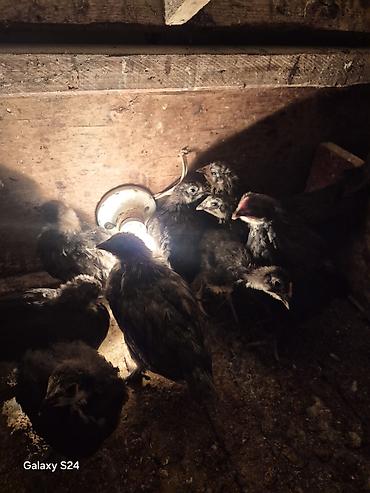 Cücələr: Toyuq cücələri, Damazlıq — 5