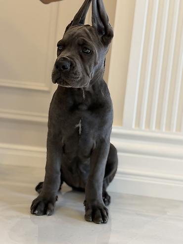 İtlər: Kane-Korso, 3 ay, Erkək, Sənədli — 3