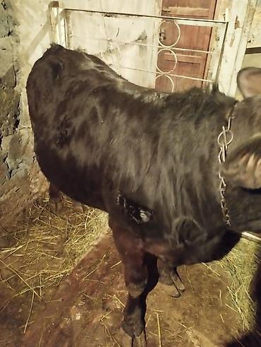 Коровы, быки: Продаю | Бык (самец) | На откорм | Привязанные — 6