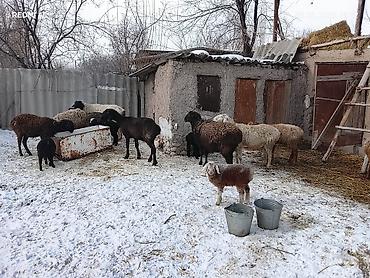 Баран, овца: Продаю | Овца (самка) | Для разведения | Матка — 3