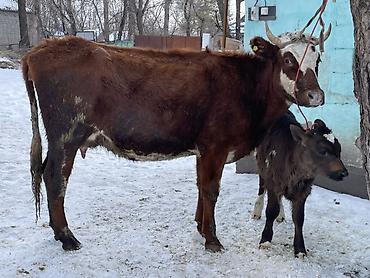 Коровы, быки: Продаю | Корова (самка) | Полукровка | Для молока | После отела at lalafo.kg — 2 Коровы, быки: Продаю | Корова (самка) | Полукровка | Для молока | После отела — 2
