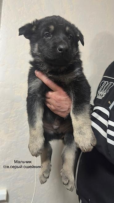 Продажа собак: Щенки ВЕО 1.5 месяца с родословной . Окрас -чепрачный черный с — 8