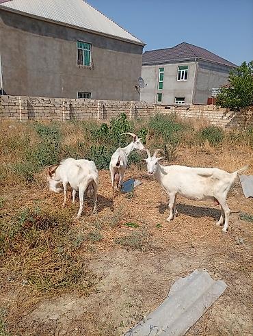 Keçilər, çəpişlər: Südlük keçilər – 3 baş TAM SAF KAN MACAR SANEN KEÇİLERİ KULAKLARINDA — 5