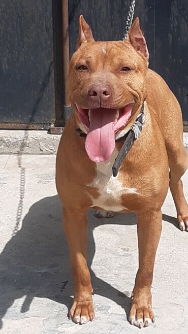 pitbull iti: Pitbul, 3 il, Erkek