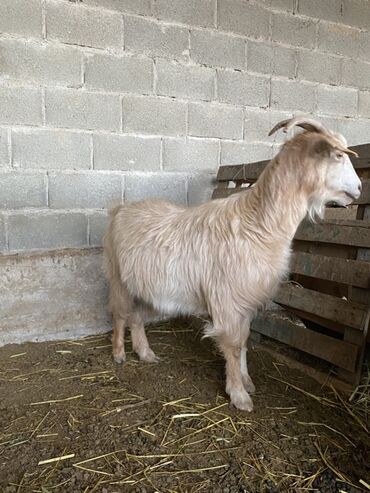 декоротивные куры: Сатам | Эчки (ургаачы) | Аргын | Көбөйтүү үчүн