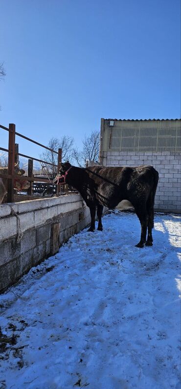 Коровы, быки: Продаю | Корова (самка) | Полукровка | Для молока | Привязанные — 8