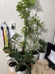 документты на легковой прицеп: Продаю растении для комнаты очень дешево. Номер