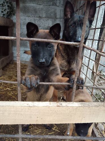 terijeri psi: Prodajem muško i žensko štene Malinoe (muško je svetliji, ženka