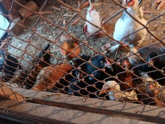 животные для дома: Сатам | Балапандар | Үй | Көбөйтүү үчүн