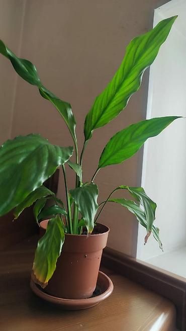 Фикусы: Комнатные цветы. Кактус. Лилия.кактус Эпифиллум (Epiphyllum) или — 10