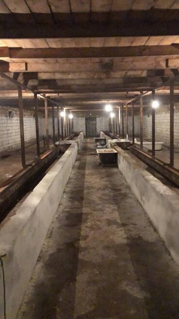 Torpaq sahələrinin satışı: 48 sot, Kənd təsərrüfatı, Makler, Kupça (Çıxarış) — 7