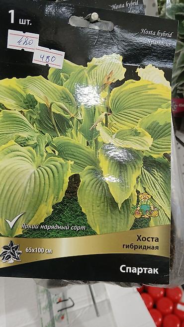 Другие садовые цветы и кустарники: Хоста — набор сортов (по 1 шт. в упаковке) Доступные сорта по — 7