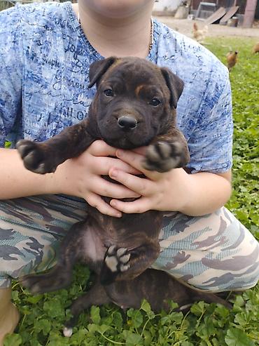 Продажа собак: Питбуль, 1 месяц, Самец at lalafo.kg — 9 Продажа собак: Питбуль, 1 месяц, Самец — 9