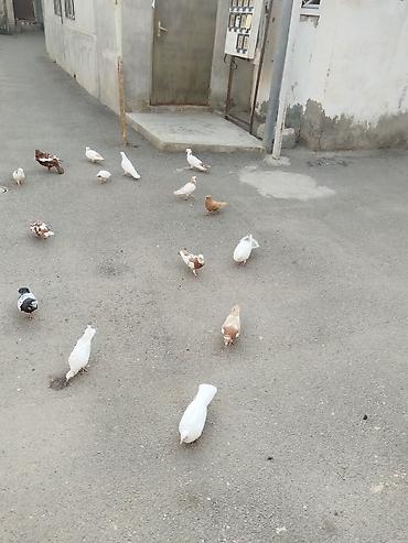 goyərcin yuvalari: Təcili satılır 23 quş 140 manat gəncə — 10