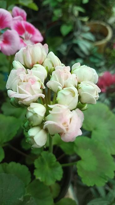 Герани и пеларгонии: Пеларгонии (герань зональная) — сортовые кустики в горшках — 8