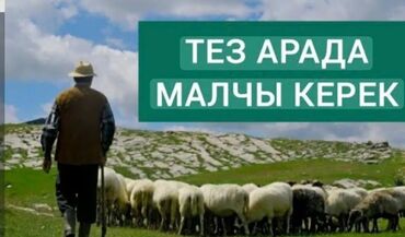 швея керек надом: Требуется Пастух, Оплата Ежемесячно, Форма