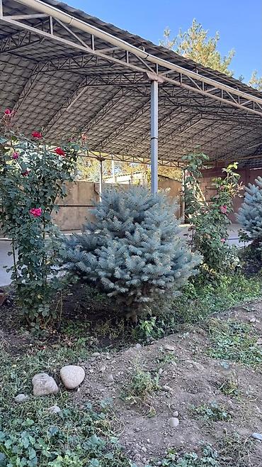 продаю овощ: В городе Токмок. Хвойные декоративные деревья для озеленения участка — 6
