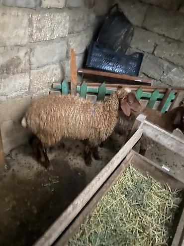 qus bazari bakida: Erkek quzular😍😍😍– yerli cins, qəhvəyi rəngli yun örtüyü ilə Məhsul — 5