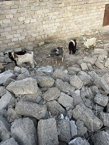 heyvan bazari keci: Salam aleyküm super cepiş isdiyen bizle elaqe saxlya biler 6 başdı 6 — 2