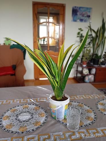 Otaq bitkiləri dəsti – dekorativ yarpaqlı kolleksiya Tərkib: -