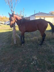 цены породистых собак: Продаю | Жеребец | Кара Жорго | Рабочий