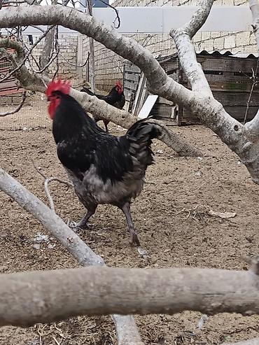 Xoruzlar: Məhsul: Safqan xoruzlar Təsvir:Təmiz qan Alman astralop cins — 17