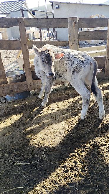 Коровы, быки: Продаю | Корова (самка) | Для разведения | Привязанные — 11