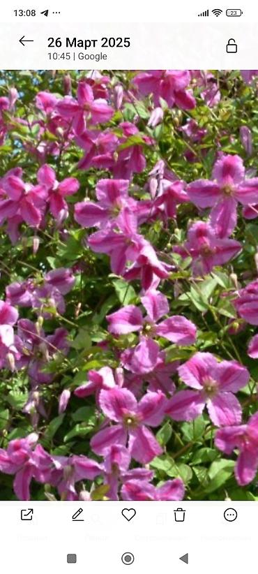Clematis saplings: Клематис лиановидный, крупноцветковый, двух окрасов: - — 2