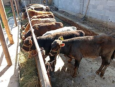 Продам с/х животных: Продаю | Бык (самец) | Швицкая | На откорм — 4