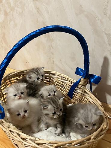 Pişiklər: Britan, Erkək, Dişi, Yaxşı əllərə, Ünvandan götürmə, Pulsuz çatdırılma, Ödənişli çatdırılma — 3