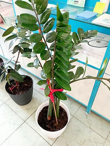 Бөлмө өсүмдүктөрү: 📣📣Распродажа!!!! Замиокулькас (долларовое дерево) в декоративном — 3