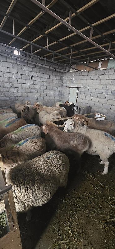 бараны в канте: Продаю | Ягненок | Полукровка, Арашан, Меринос | На забой, Для разведения — 6