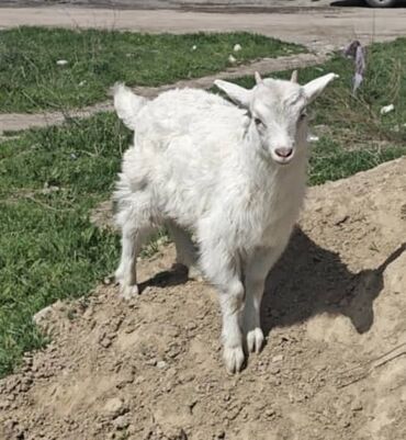 енот животное: Срочно продаю коза и козляти