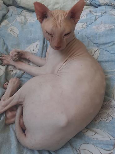 котята свинкс: Сфинкс, 3 года, Девочка — 1