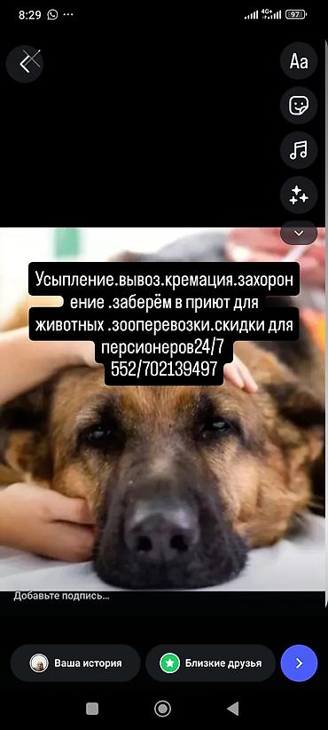 Услуги для животных: - Усыпление. - Вывоз. - Кремация. - Захоронение