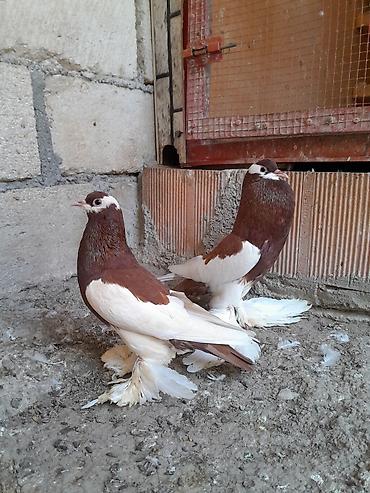 korella quşu acıq sarı 45 azn: Salam olsun her kese dutular saglam ve arginal heyvanlardi. hal — 3