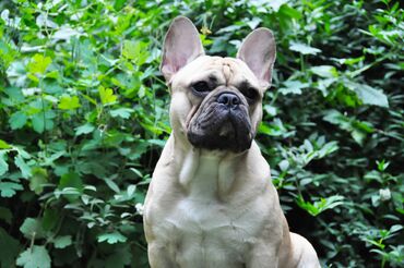 Вязка собак: Французский бульдог для вязки. Выставочный мальчик, привозной, даёт — 9