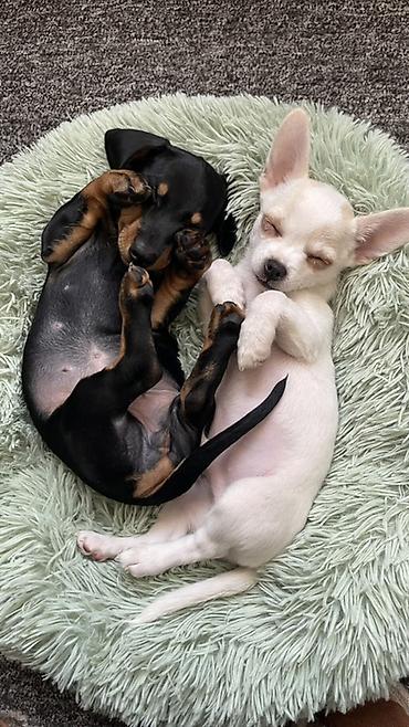 Продажа собак: Продаются замечательные щенки — такса и чихуахуа 🐶✨ Ищем заботливых и — 1