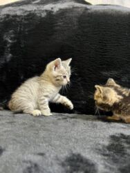 скоттиш фолд шотландская вислоухая кошка: Британ кыска жүндүү, 2 айлык, Эркек