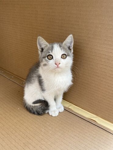 чип для животных: Продаётся котёнок 🐈‍⬛, 2,5 месяца. Все кушает, не привита. К лотку