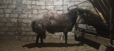 beyleqan sortu qoyun: Oriqinal nehenq qala erkeyi.temiz qan,xesteliyide yoxdu.tövle heyvani