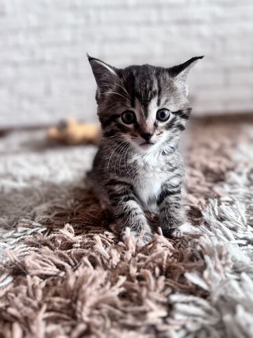 кошки ош: Кошка даром: Беспородная, 1 месяц, Мальчик, Приучена к лотку