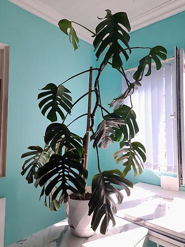 yaşil: Monstera deliciosa (Swiss cheese plant) – dekorativ iri yarpaqlı — 1