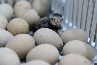 heyrati yumurtasi satilir: Pulsuz çatdırılma