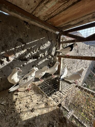 Птицы: Продаю голубей!!!! На фото представлены голуби разных пород. Цены на — 15