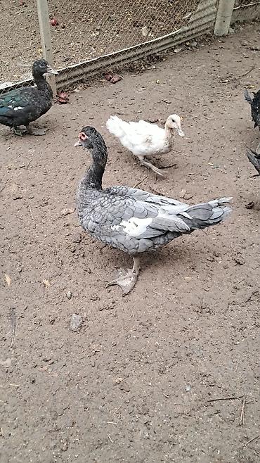 pitbul satışı: Erkək, | Lal ördək, Damazlıq — 5