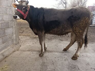 Коровы, быки: Продаю | Корова (самка) | Для молока | После отела — 21